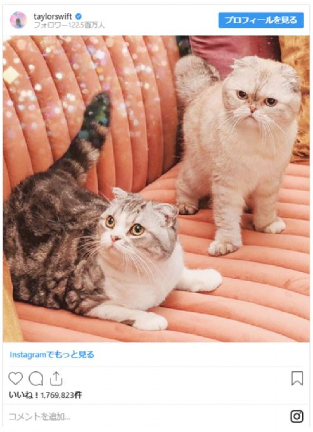 テイラー・スウィフト、2匹の子猫を抱きよせる姿に190万「いいね！」
