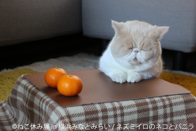 「ねこ休み展 in 横浜みなとみらい」開催！　冬らしい癒しの猫が大集結