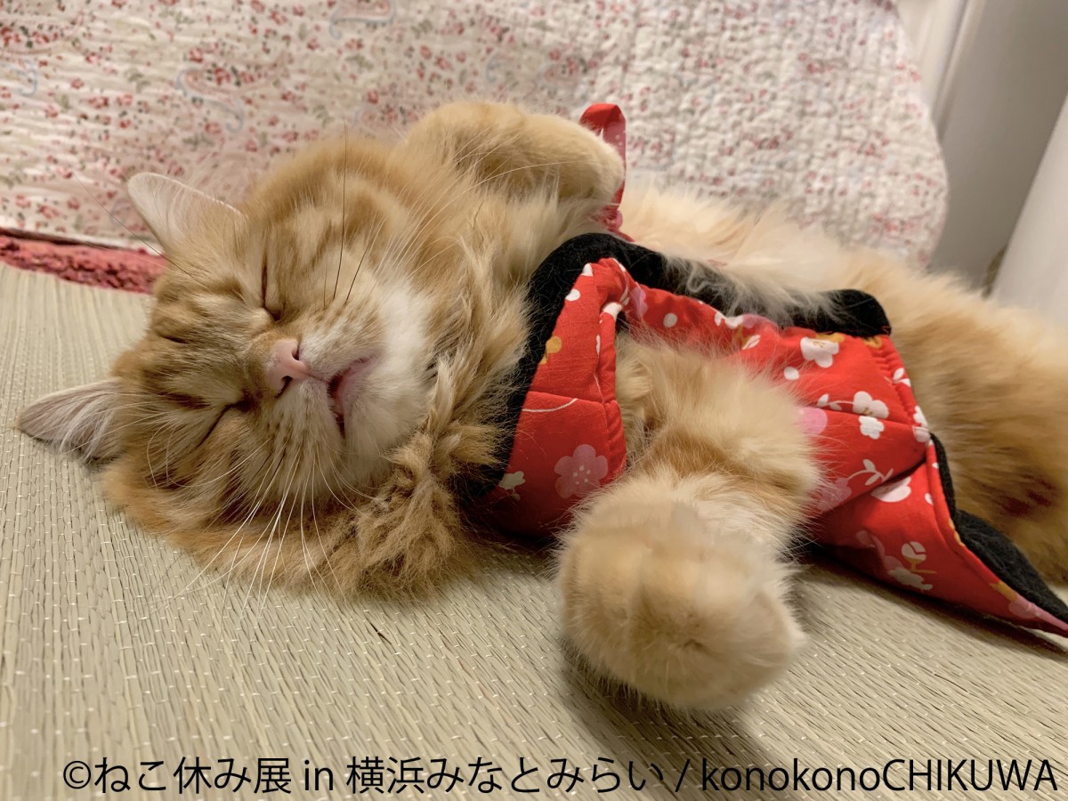 ねこ休み展 in 横浜みなとみらい