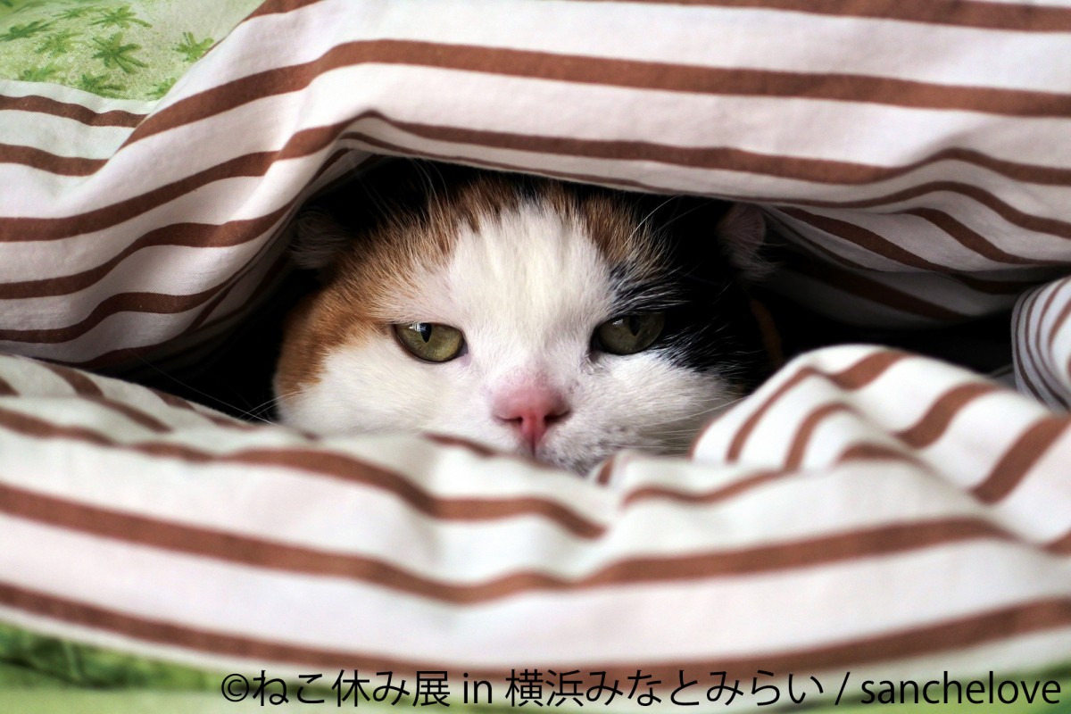 ねこ休み展 in 横浜みなとみらい