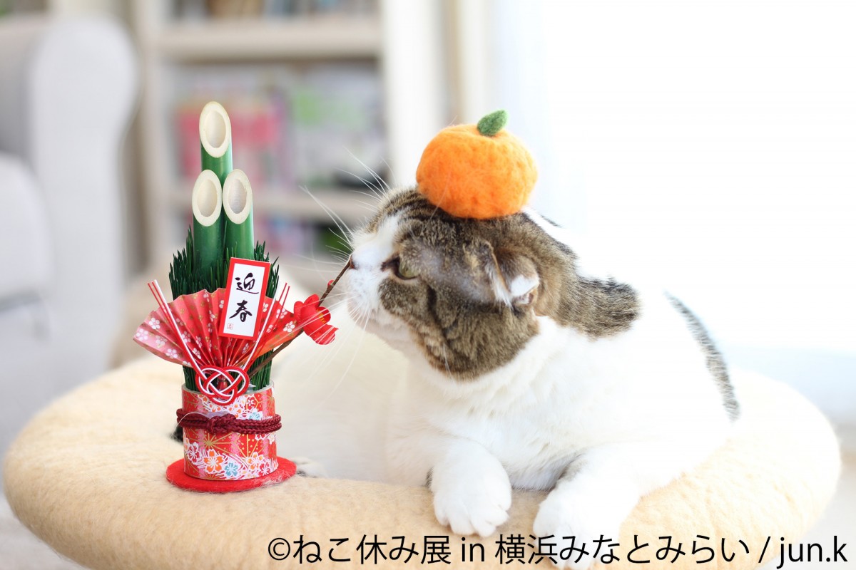 ねこ休み展 in 横浜みなとみらい