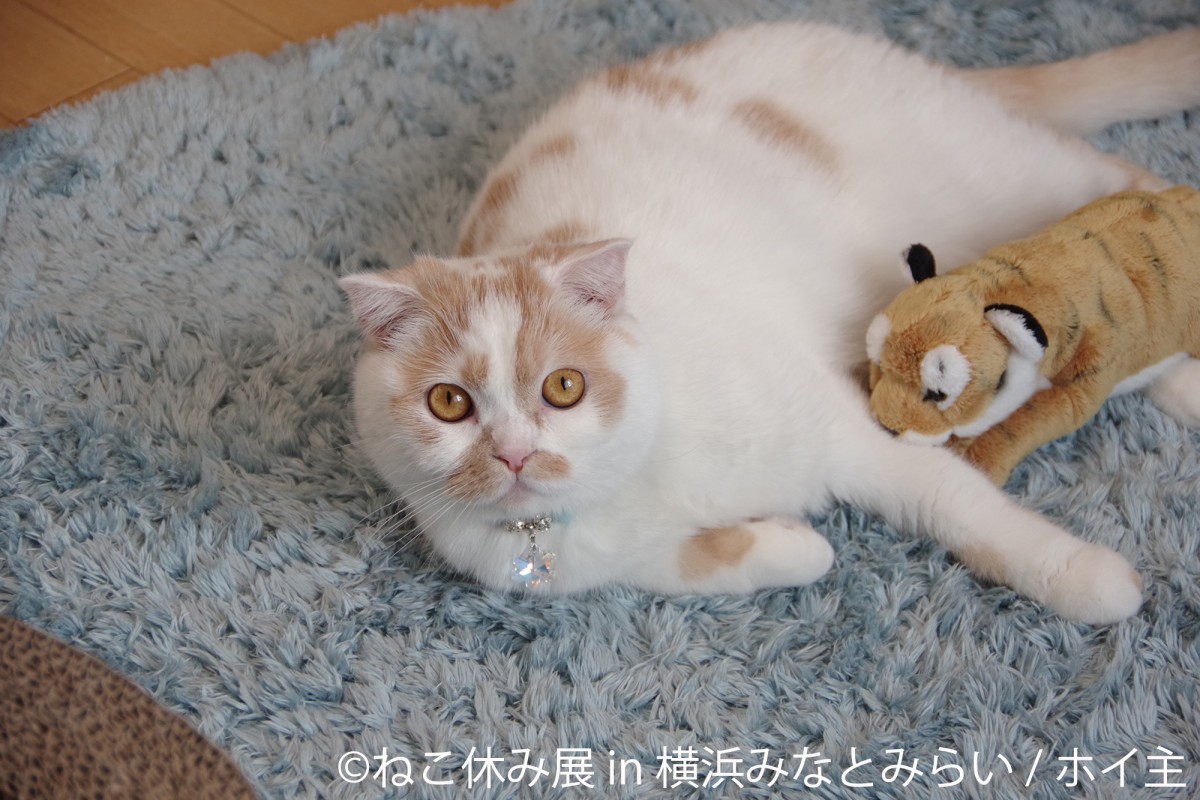 ねこ休み展 in 横浜みなとみらい