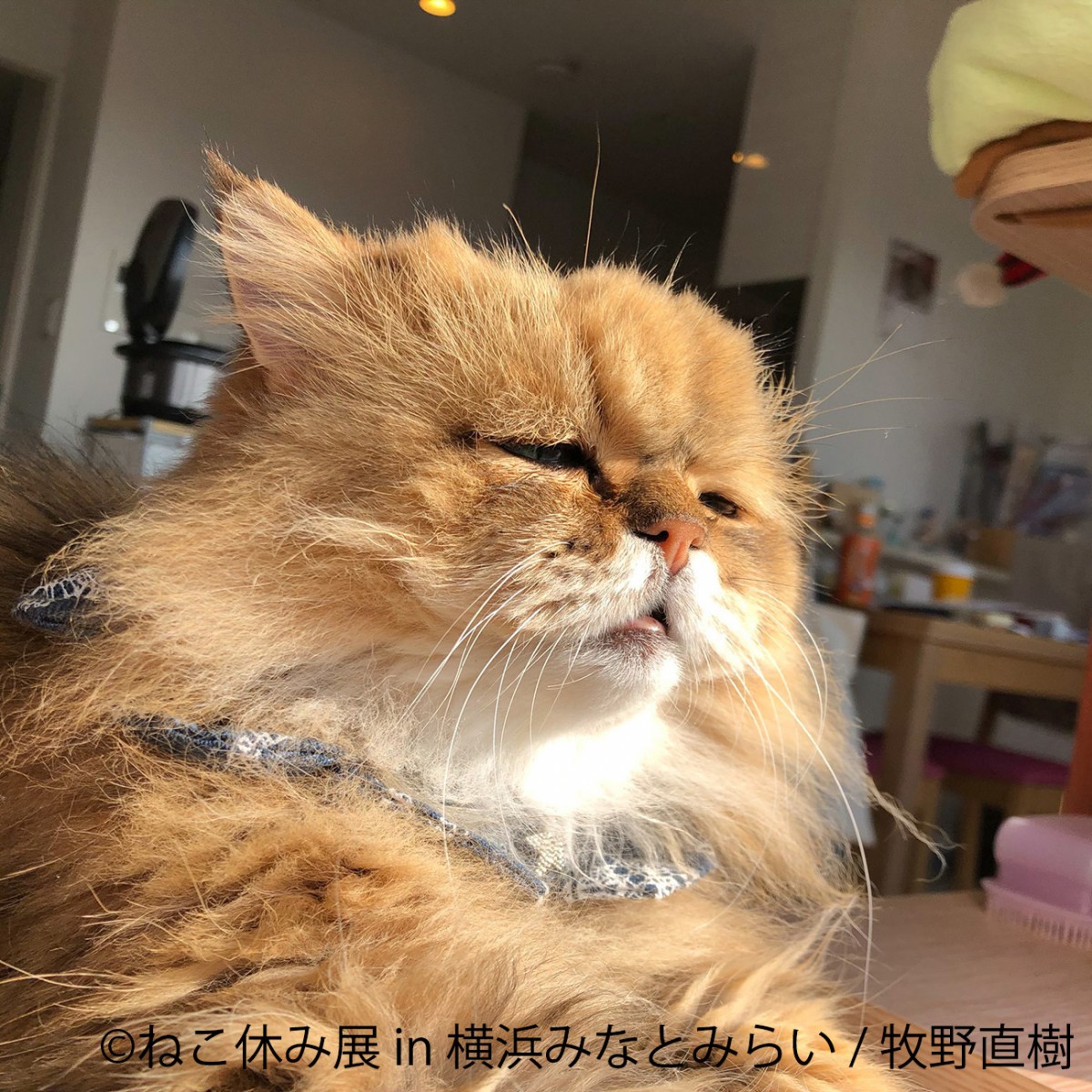 ねこ休み展 in 横浜みなとみらい