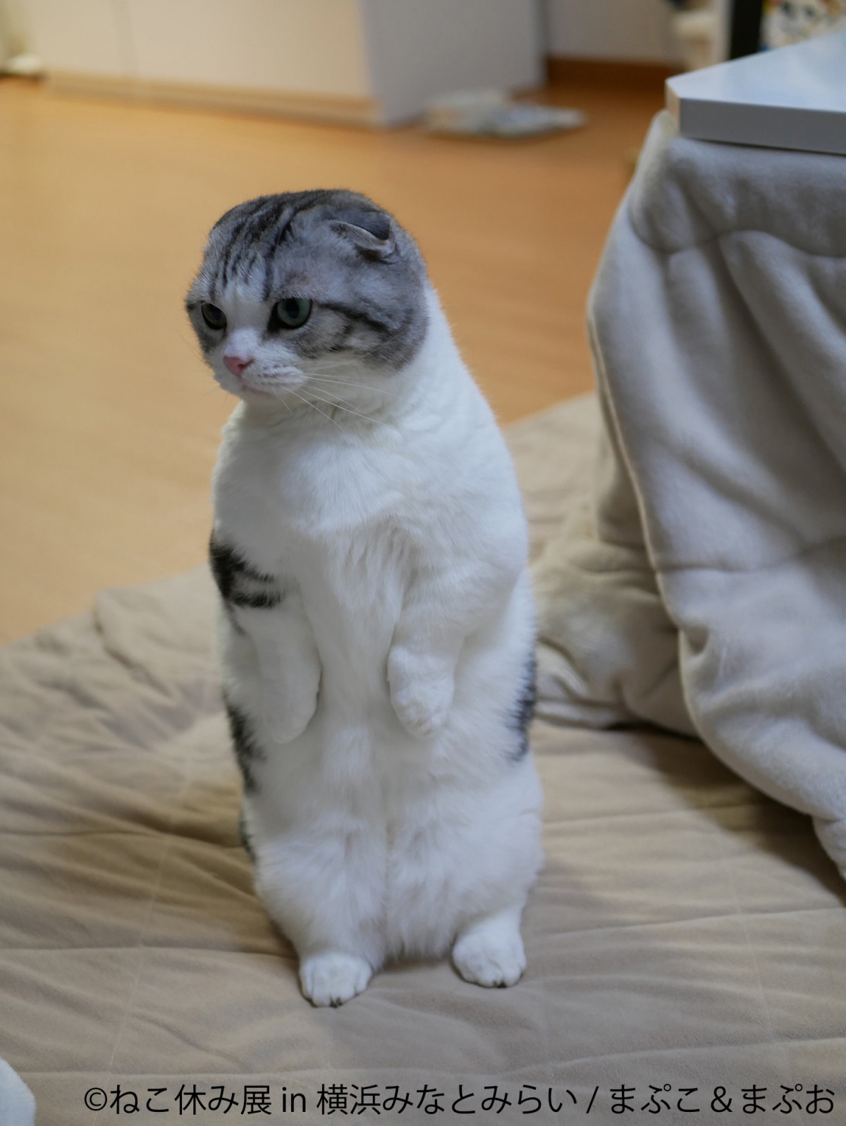 ねこ休み展 in 横浜みなとみらい
