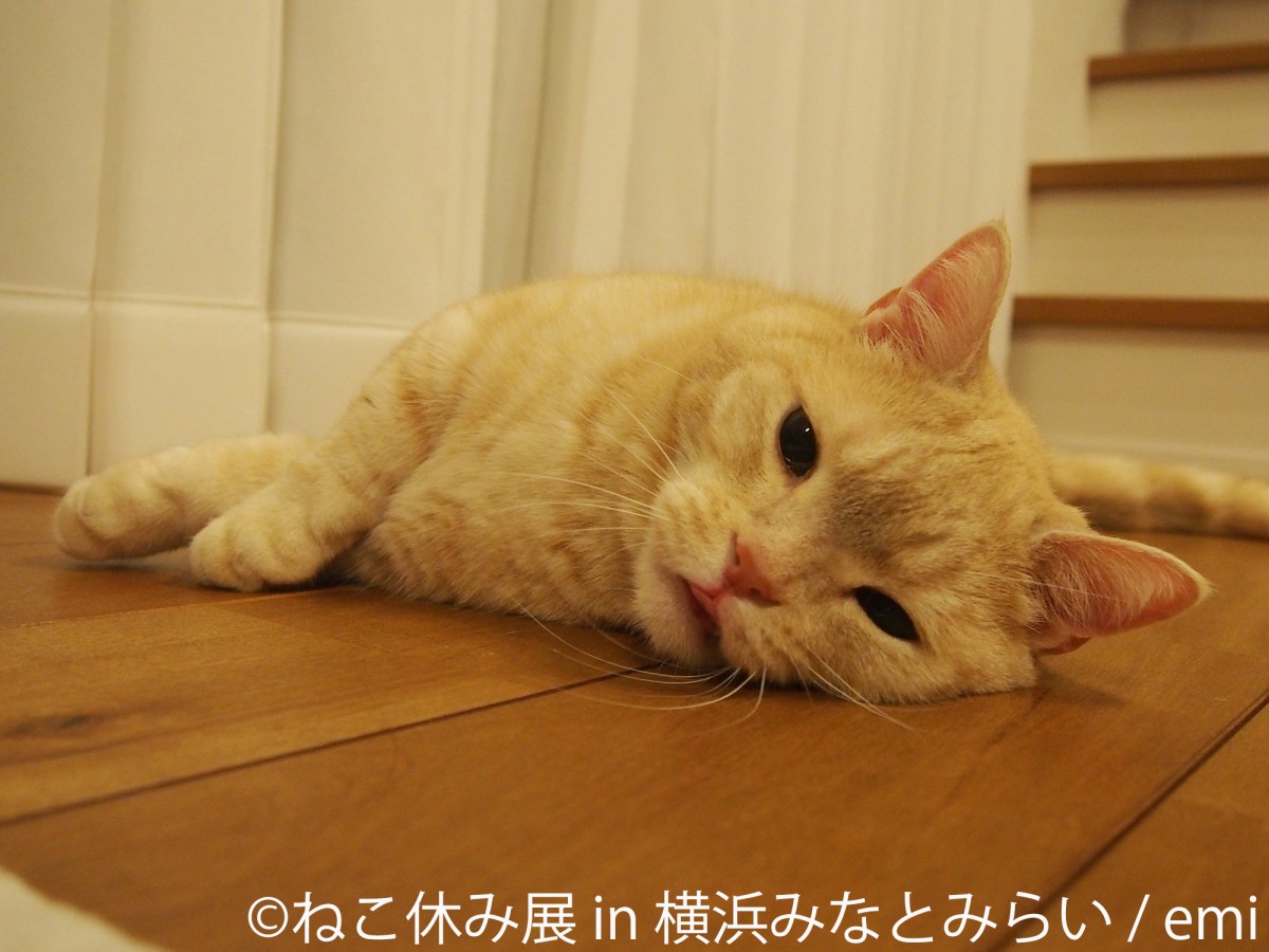 ねこ休み展 in 横浜みなとみらい