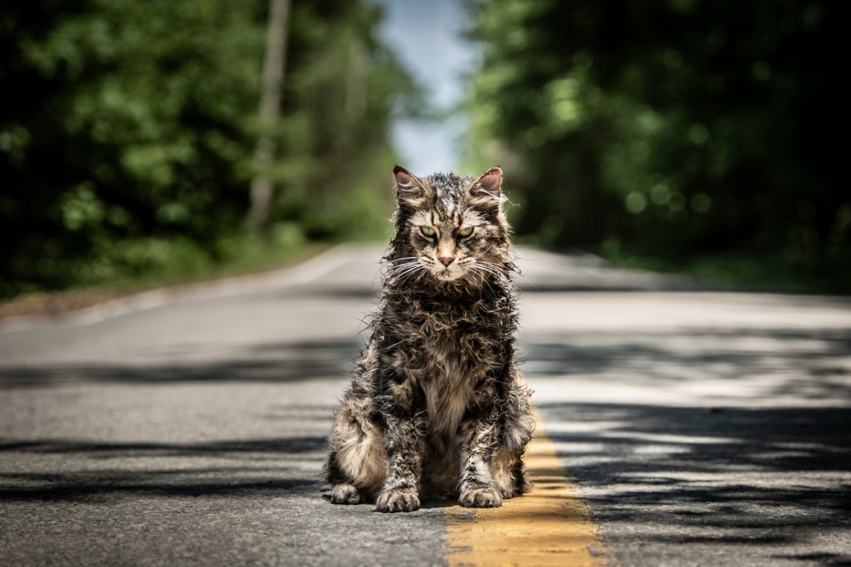 『ペット・セメタリー』死から蘇った“猫”のトリビア　演じたのは保護猫のメインクーン