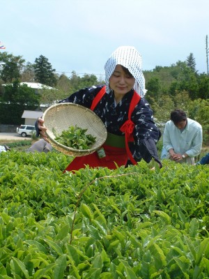 お茶フェス