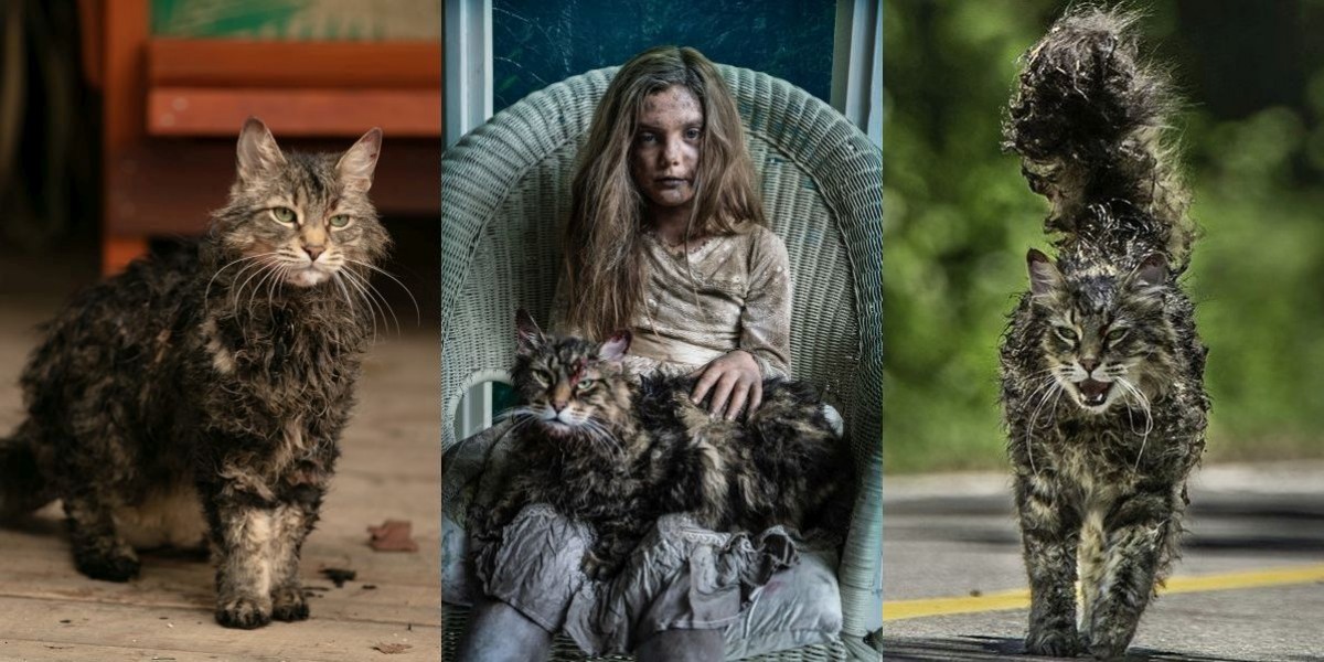 映画『ペット・セメタリー』死から蘇った“猫”を演じた猫たち