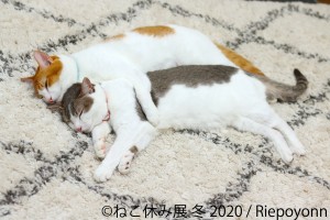 人気の猫クリエイター集結、「ねこ休み展 冬 2020」