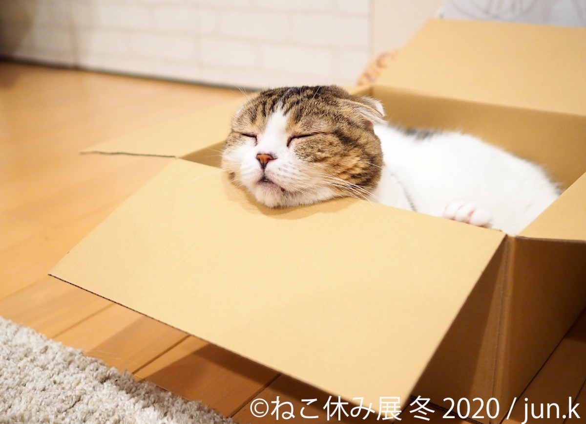 人気の猫クリエイター集結、「ねこ休み展 冬 2020」