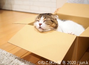 人気の猫クリエイター集結、「ねこ休み展 冬 2020」