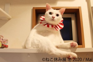 人気の猫クリエイター集結、「ねこ休み展 冬 2020」