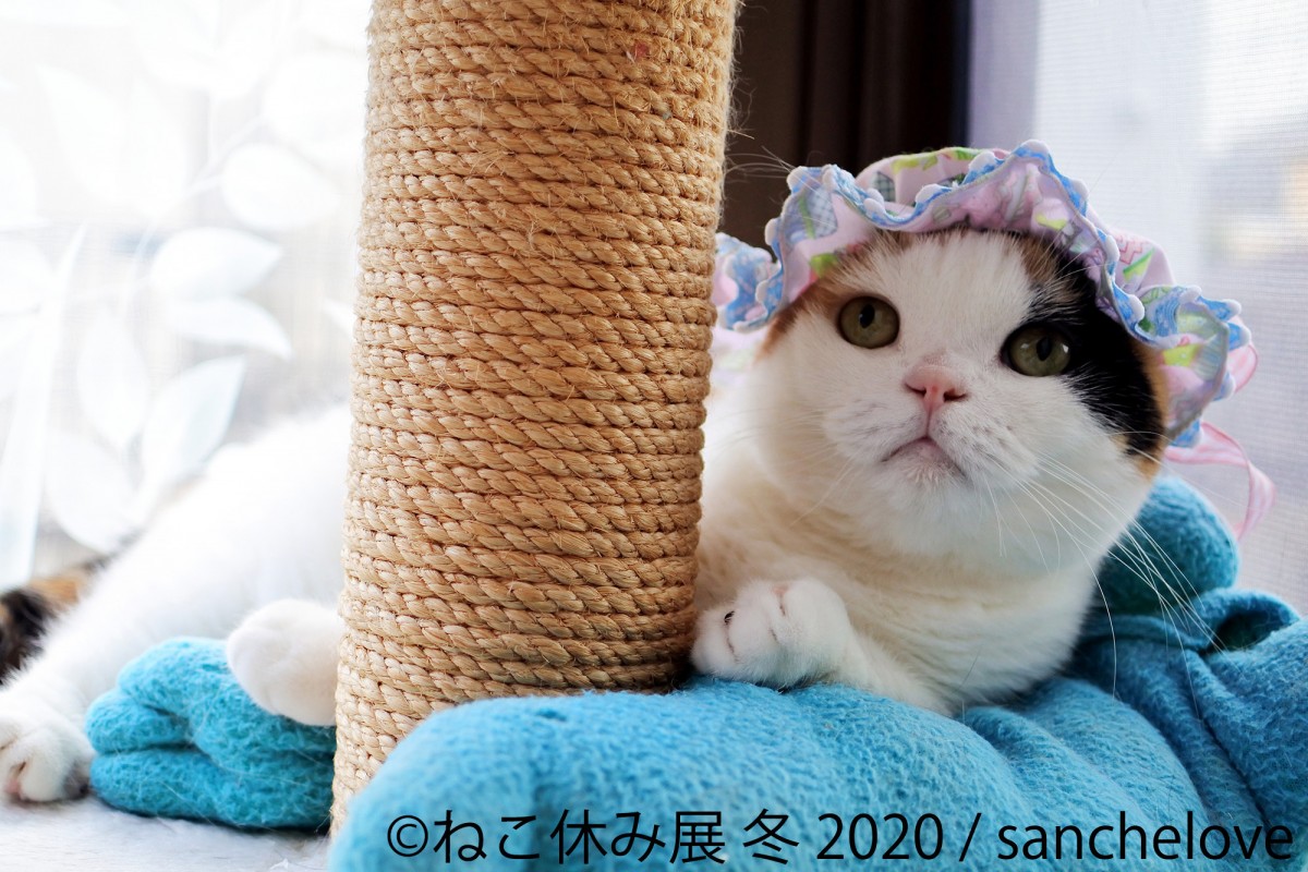 人気の猫クリエイター集結、「ねこ休み展 冬 2020」