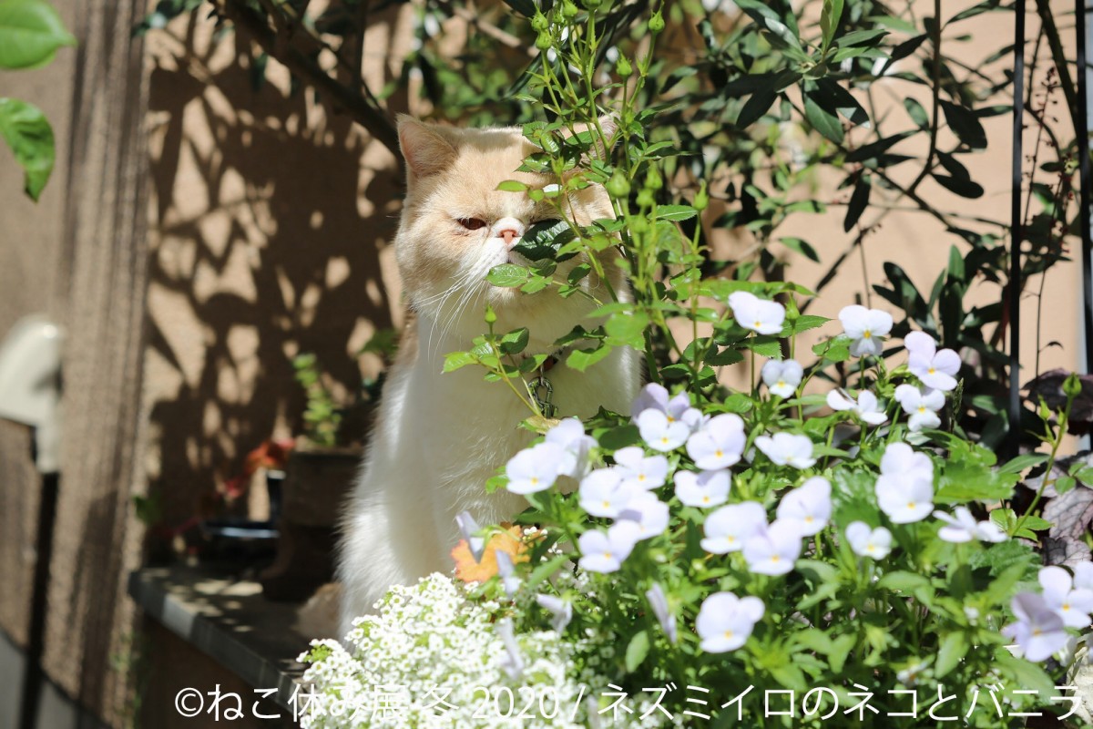 人気の猫クリエイター集結、「ねこ休み展 冬 2020」