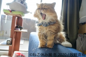 人気の猫クリエイター集結、「ねこ休み展 冬 2020」