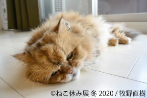 人気の猫クリエイター集結、「ねこ休み展 冬 2020」