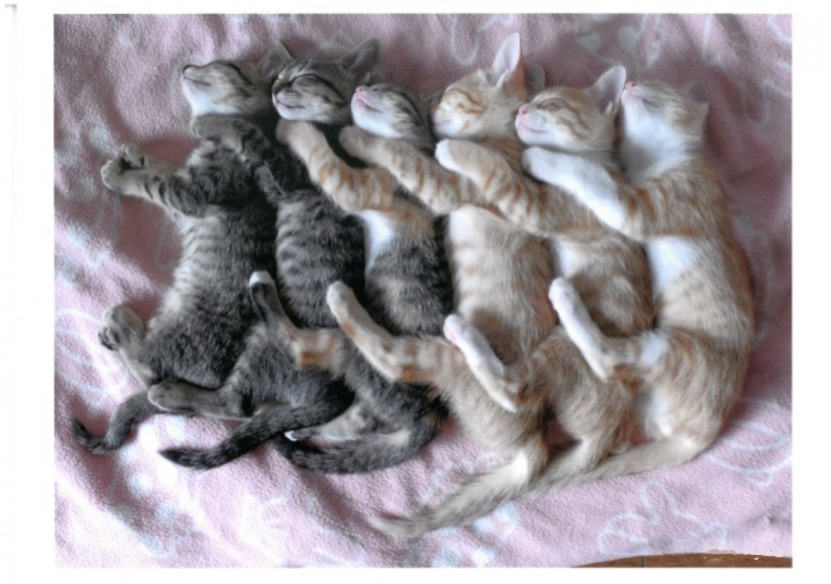 大佛次郎×ねこ写真展2020