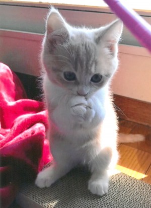 大佛次郎×ねこ写真展2020