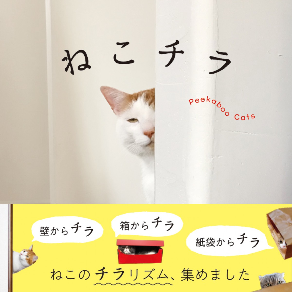 ねこの写真集『ねこチラ』3．11発売！　クスッと笑える“チラリズム”が満載