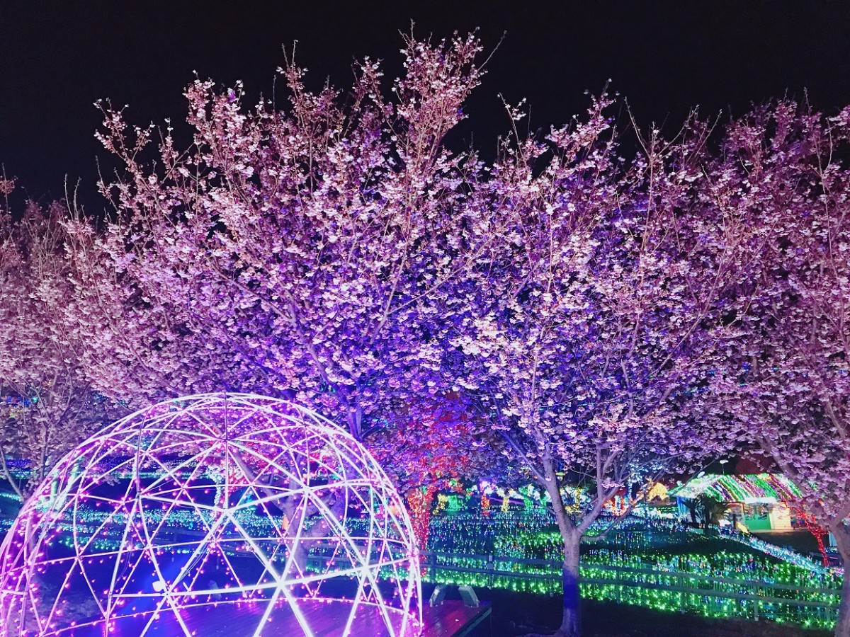静岡・伊豆ぐらんぱる公園、桜の開花スタート！　幻想的なイルミネーションも