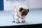映画『野性の呼び声』公開記念イベントに登場した坂上忍の愛犬・パグゾウ
