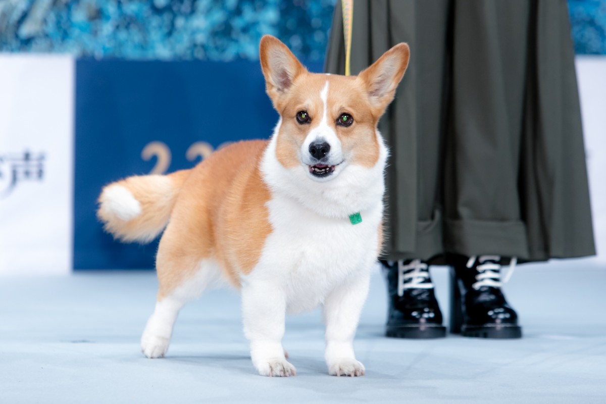 坂上忍、愛犬との出会いで変化「”我慢”を覚えた」