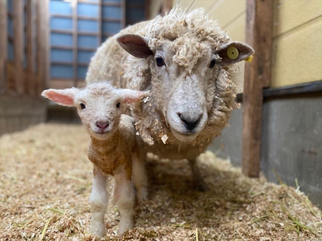 ハーベストの丘 7匹の子羊が誕生 羊の出産は5年ぶり 年3月24日 写真 おでかけ クランクイン トレンド