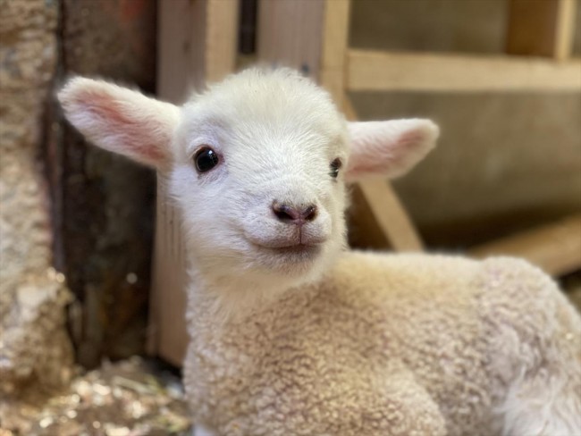 ハーベストの丘 7匹の子羊が誕生 羊の出産は5年ぶり 年3月24日 おでかけ クランクイン トレンド