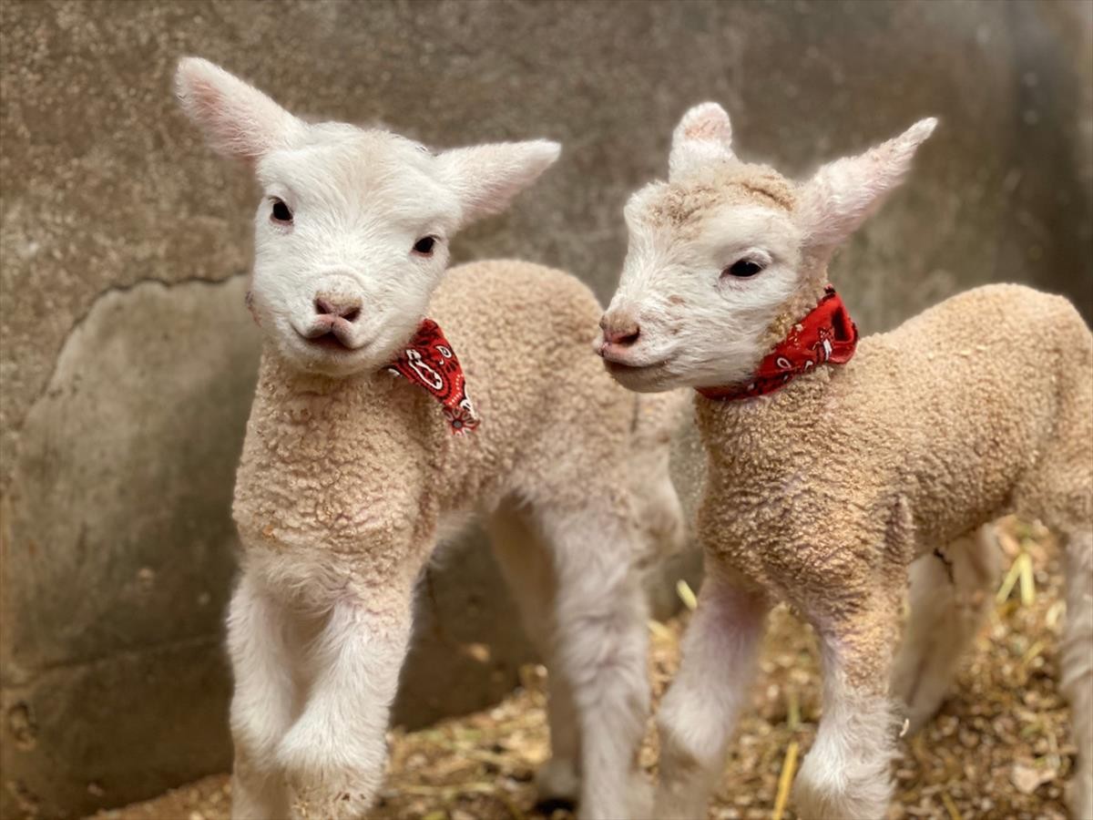 ハーベストの丘 7匹の子羊が誕生 羊の出産は5年ぶり 年3月24日 おでかけ クランクイン トレンド