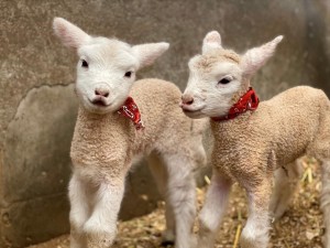 ハーベストの丘、7匹の子羊が誕生！　羊の出産は5年ぶり