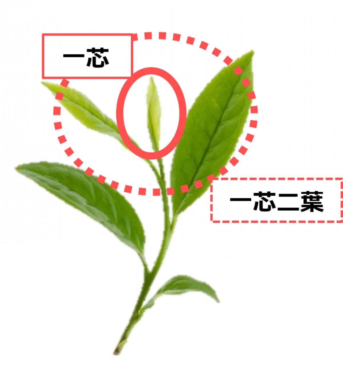 ロイヤル ジャスミンティー～茶葉・銀毫（ぎんごう）～　レポ