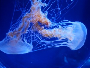 すみだ水族館 リニューアルオープン