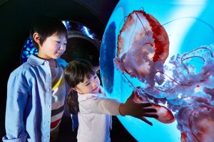 サンシャイン水族館　海月空間