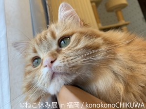 ねこ休み展 in 福岡