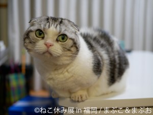 ねこ休み展 in 福岡