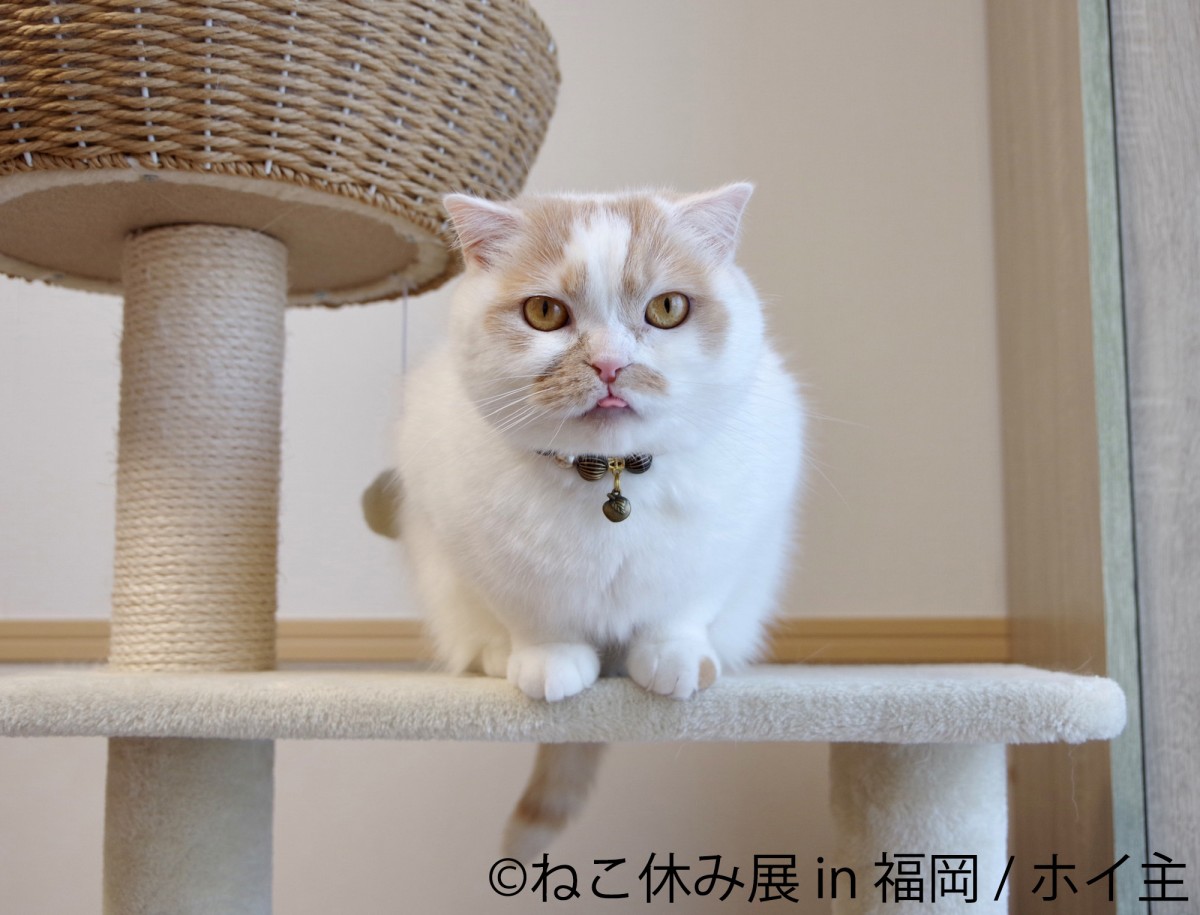 ねこ休み展 in 福岡