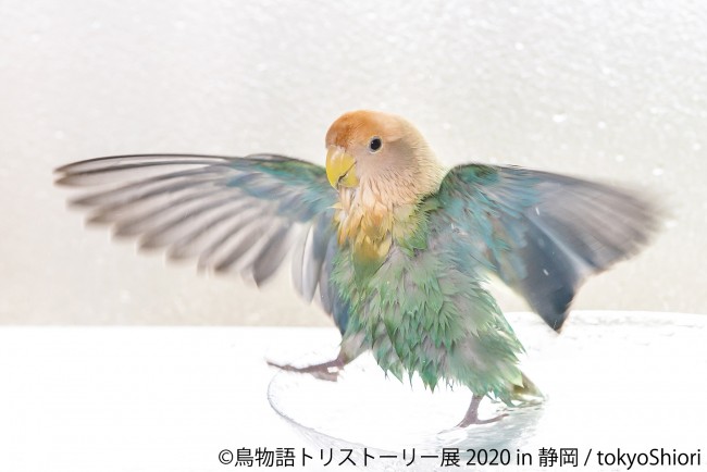 「鳥物語トリストーリー展2020」静岡で開催！　鳥たちの“一瞬の美しさ”を展示
