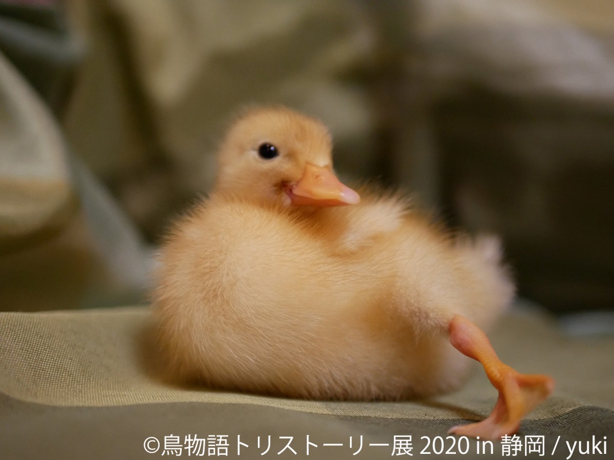 鳥物語トリストーリー展 2020 in 静岡