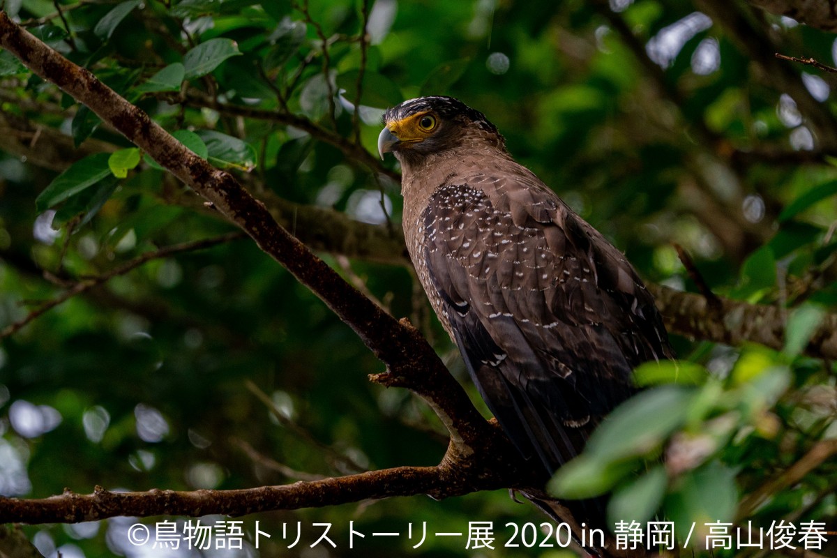 鳥物語トリストーリー展 2020 in 静岡