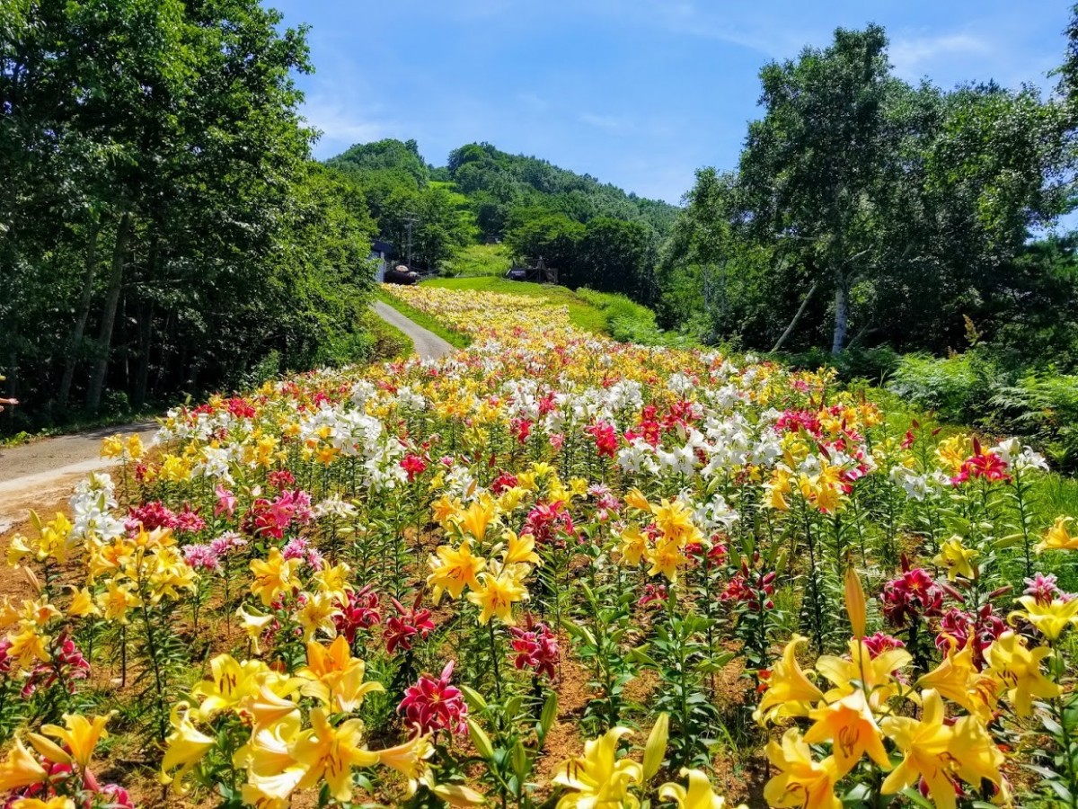 長野・ホテルタングラム「ゆりエリア」新設！　標高1100mで咲き誇る花々を堪能