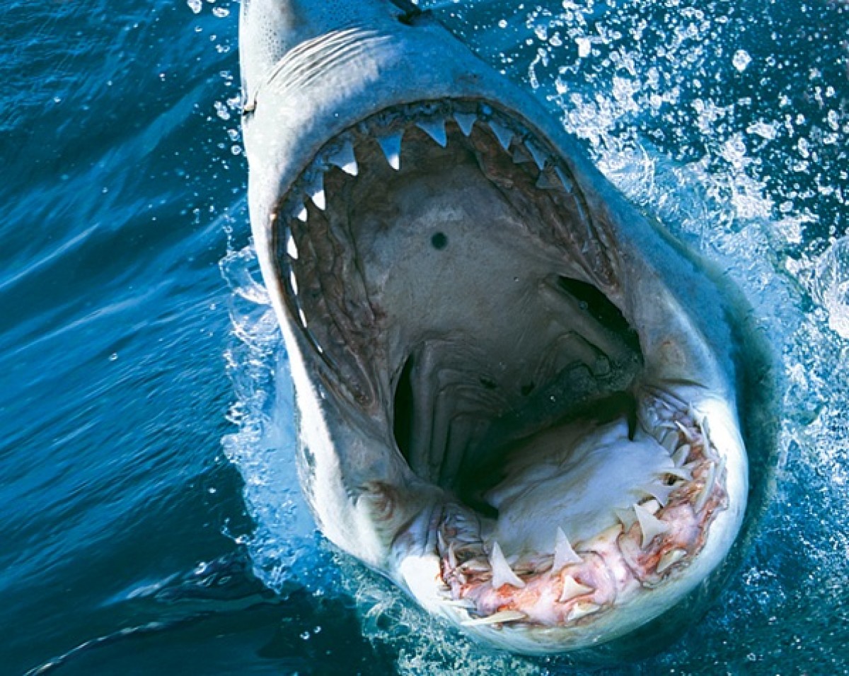 サメー“Summer”シーズン到来！ 王道からトンデモまで、2020年に到来するサメ映画