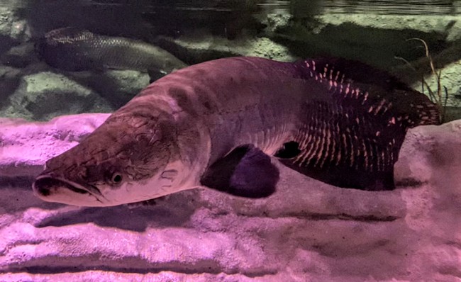 川崎の新水族館 カワスイ が超楽しい 都会を忘れる アマゾンゾーン に感動 年7月17日 特集 レポート クランクイン トレンド