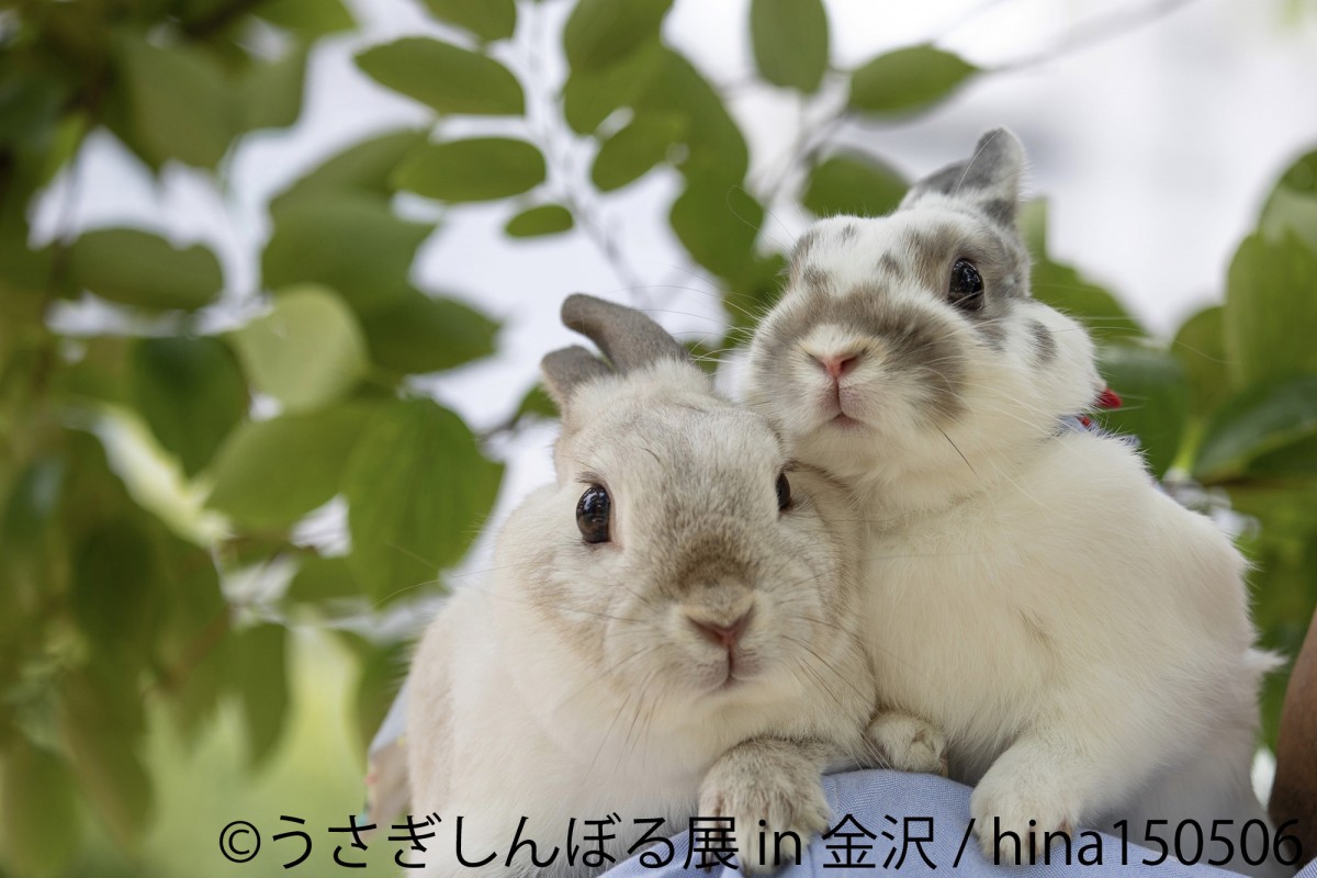 「うさぎしんぼる展」＆「ミニチュア写真の世界展」