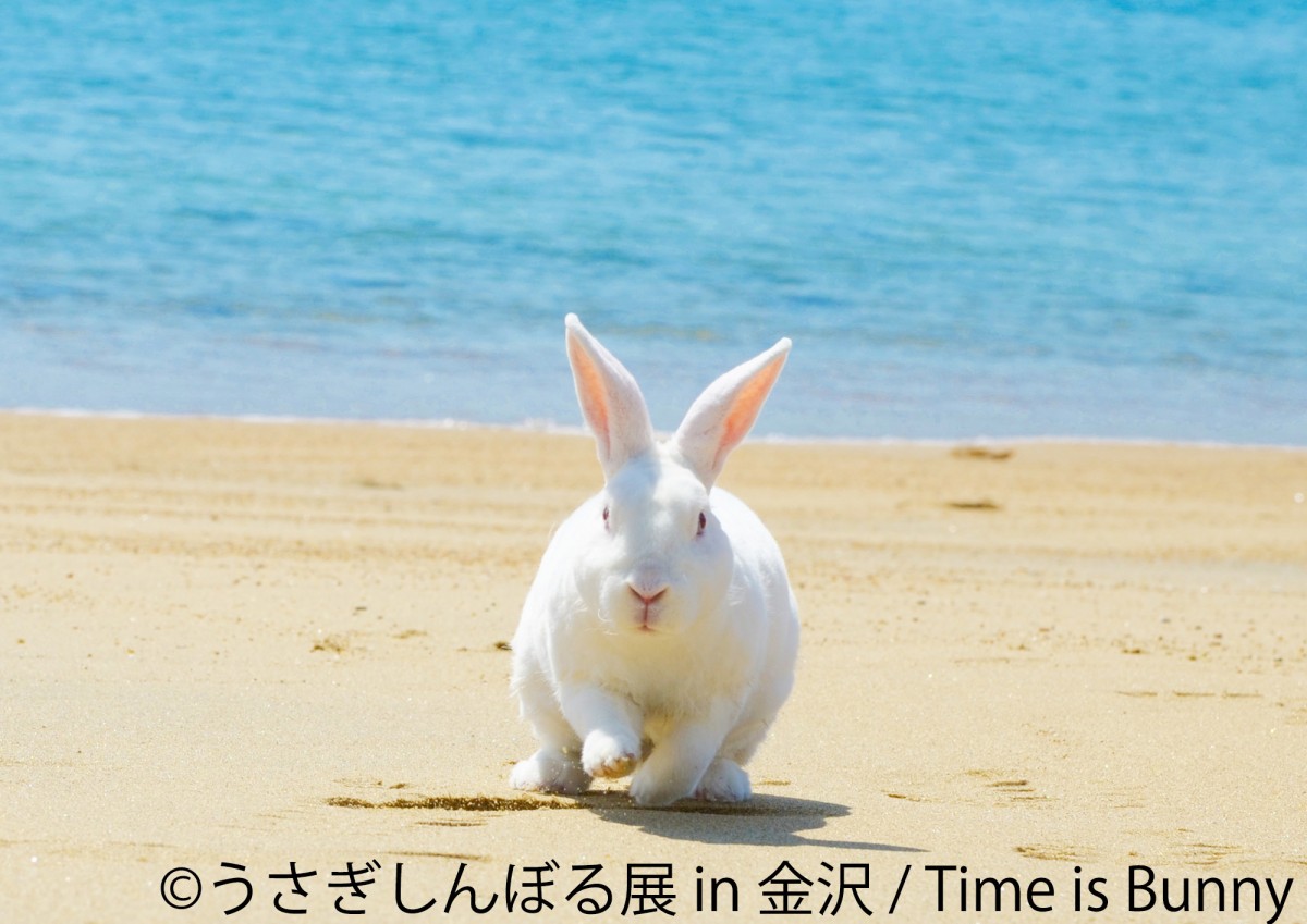 「うさぎしんぼる展」＆「ミニチュア写真の世界展」