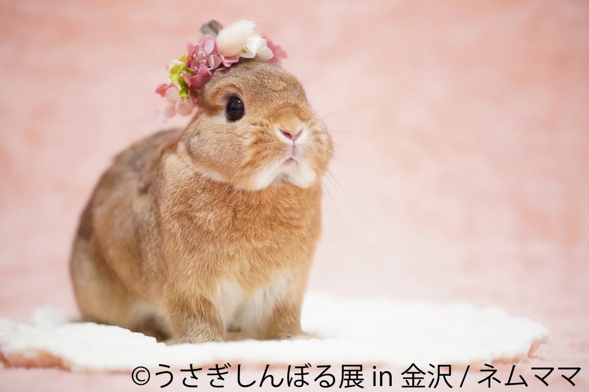 「うさぎしんぼる展」＆「ミニチュア写真の世界展」