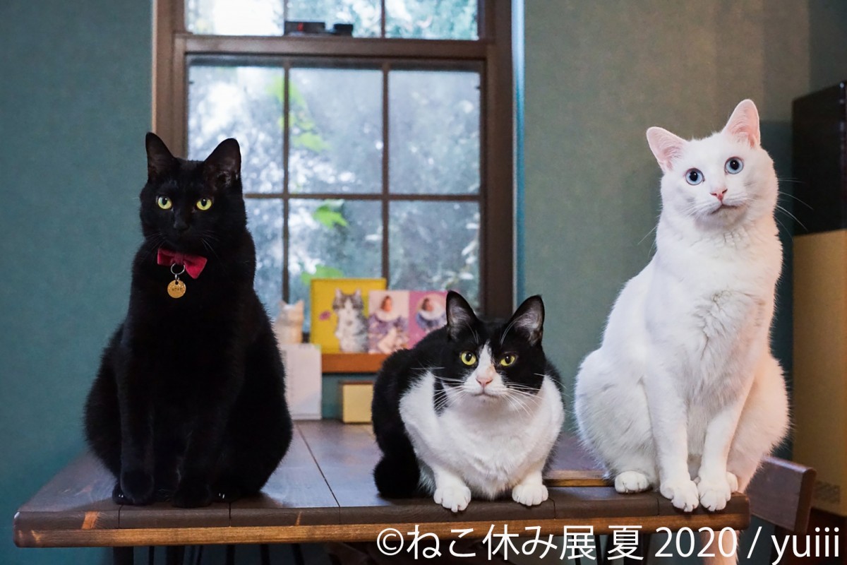 キュートな姿にあふれた「ねこ休み展」東京で開催決定