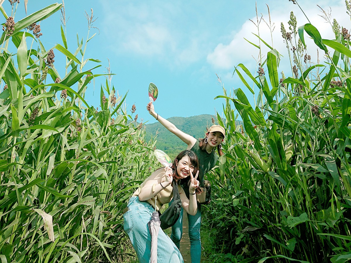 夏休み限定の“巨大迷路”を静岡で開催！　約4万本のとうもろこしが行く手を阻む