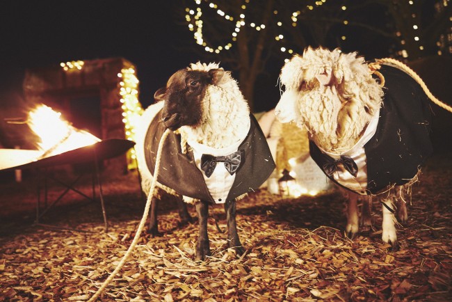 星野リゾート トマムでハロウィンパーティー！　羊や山羊も仮装して参加