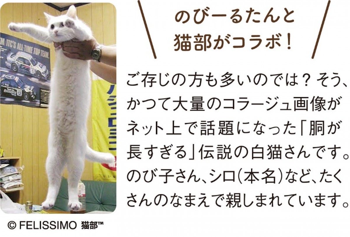 胴が長すぎる猫「のびーるたん」公認の白猫タオルが登場