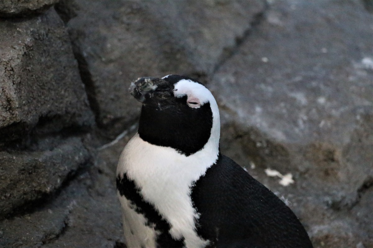 「おひとりさまナイト水族館」開催